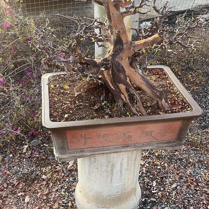 梁***帝无花朵哈哈哈哈哈