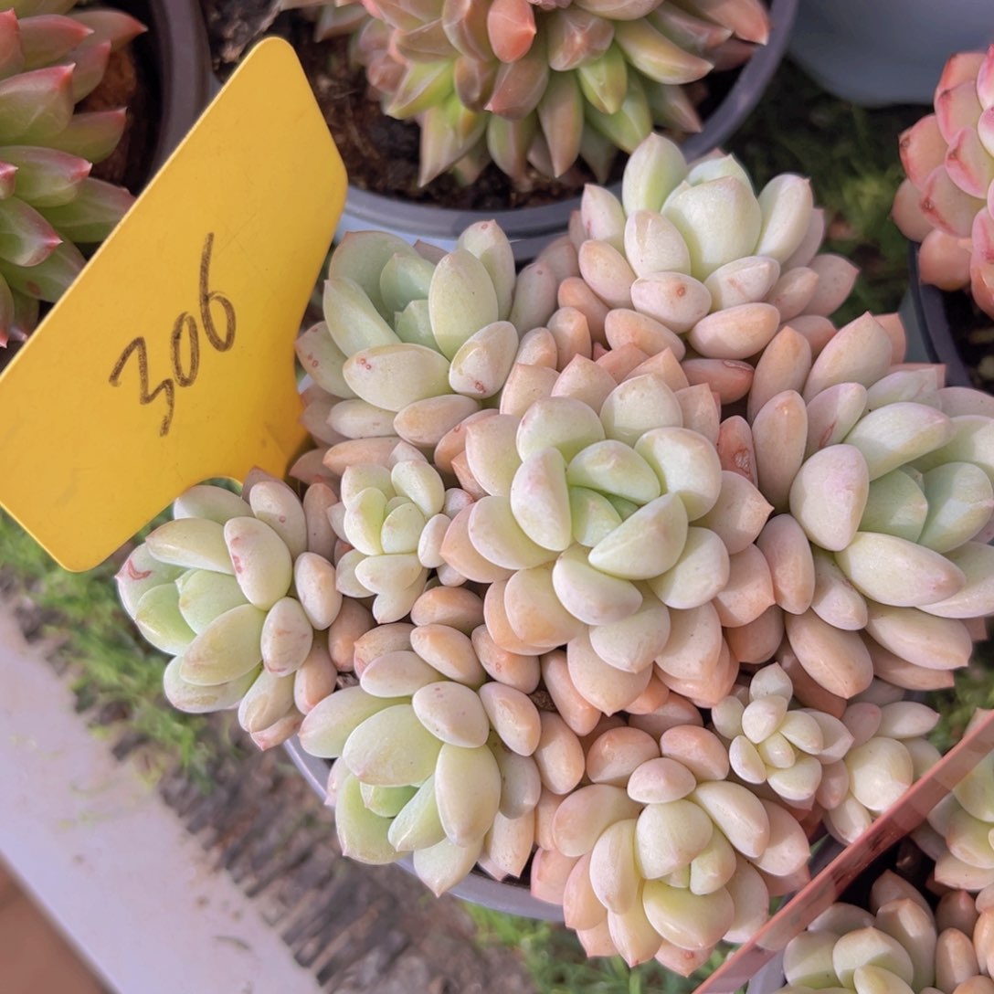 香玉的故事是一个人的故事吗我