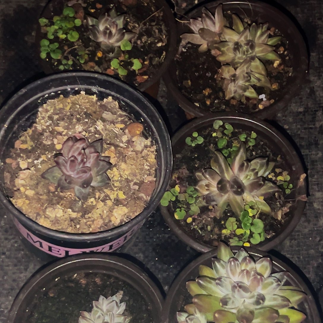 桔云多肉美人精品系列