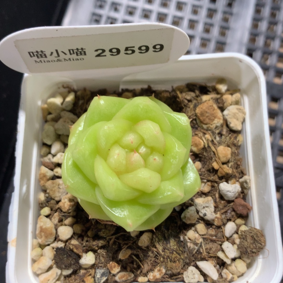 ◉***圈多肉植物杂交珍妮