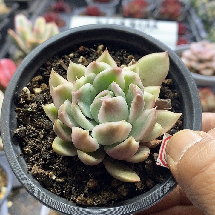 15119水晶恋人锦多肉