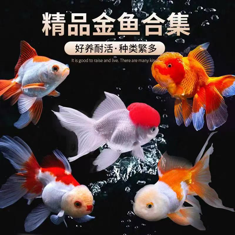 大金鱼全国包邮6-8公分11尾混搭发货