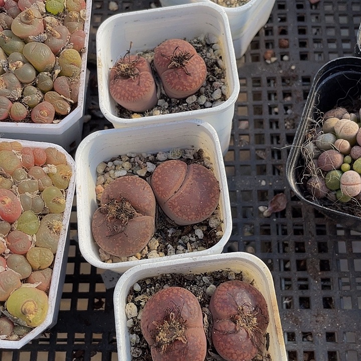 双头生石花带盆土发