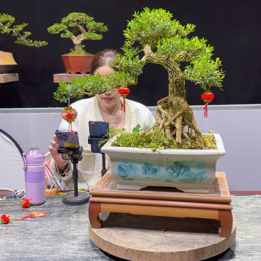 四季常青翠绿黄杨盆景