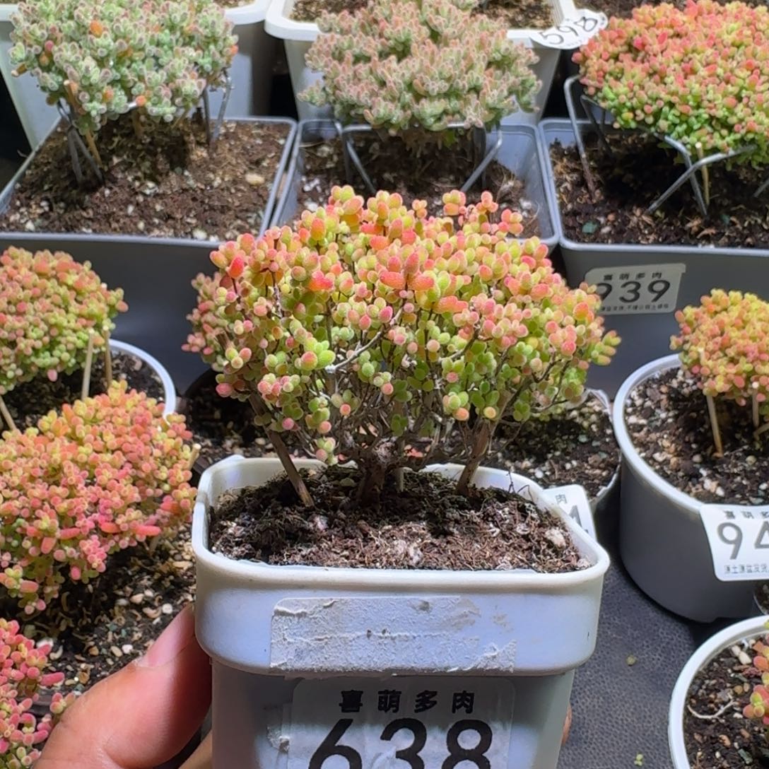 M***i枝干番杏蜜橘糖球638