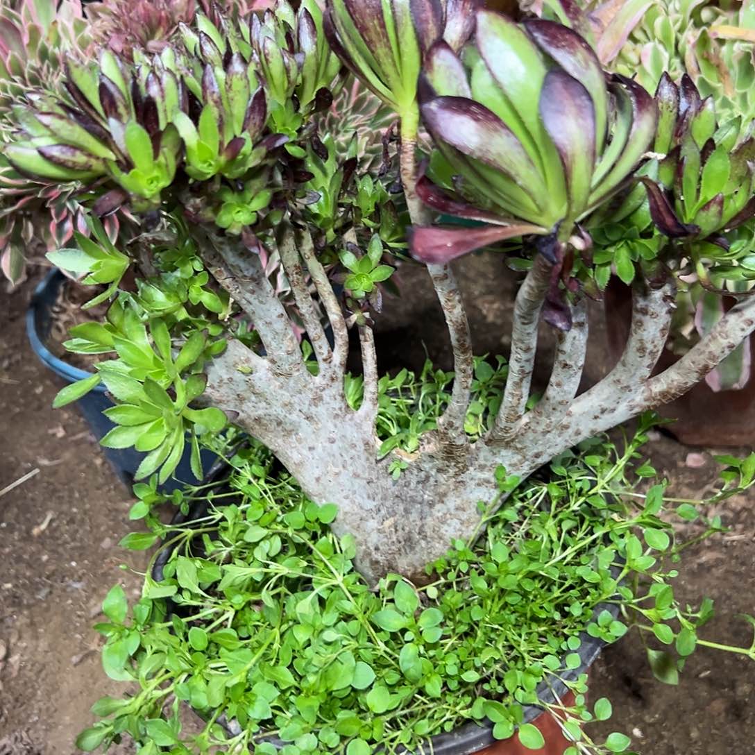多375肉植物黑法师母本