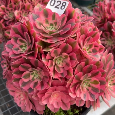 028女巫25厘米左右