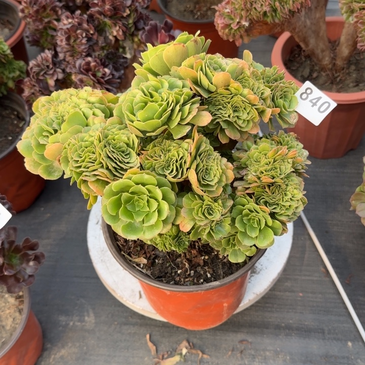 多肉植物绿羊绒缀化840