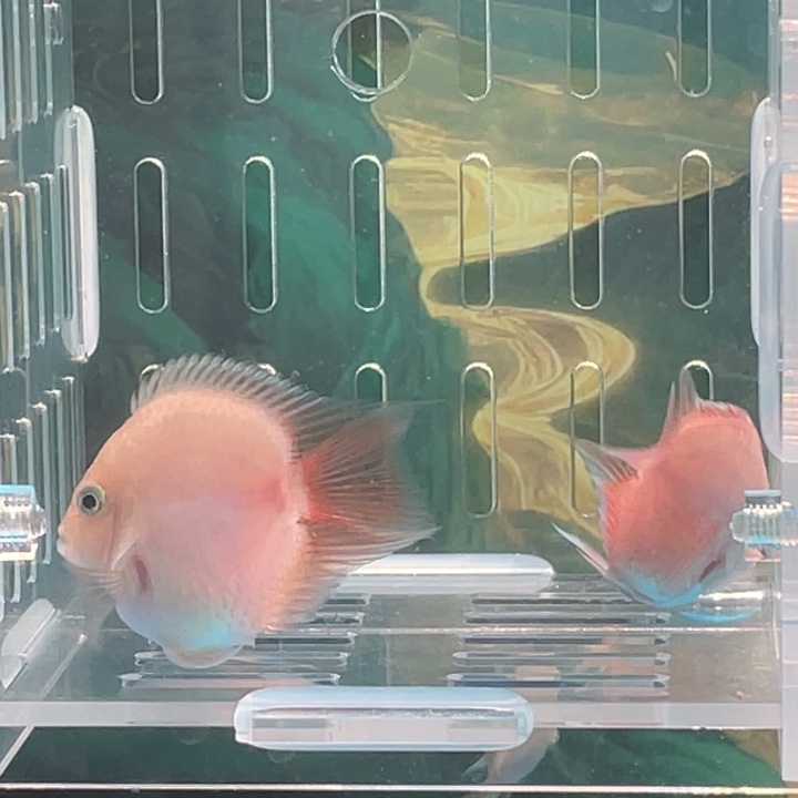 鹦鹉鱼胭脂粉精品一对85号单