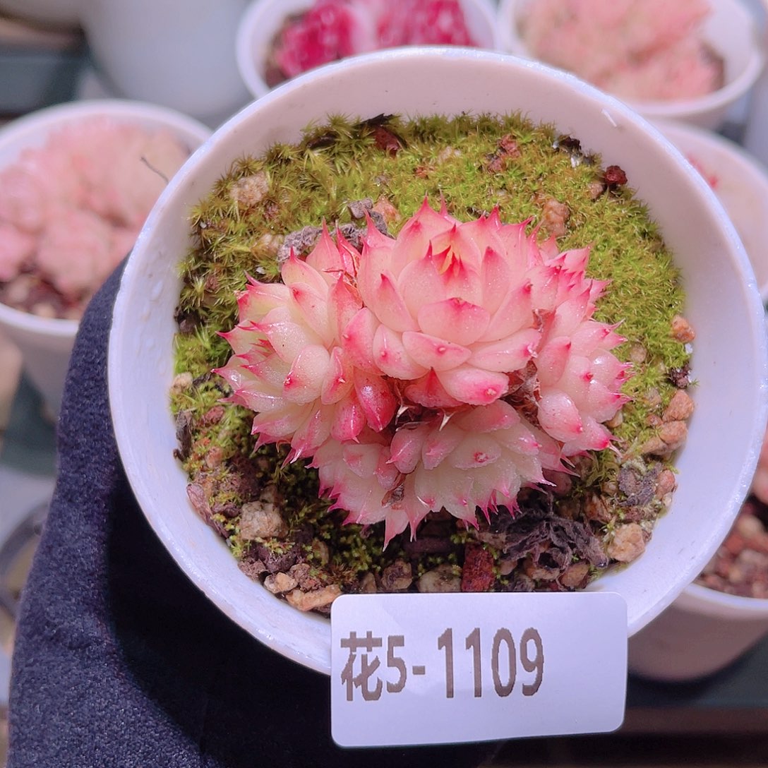 花利美5-1109海王