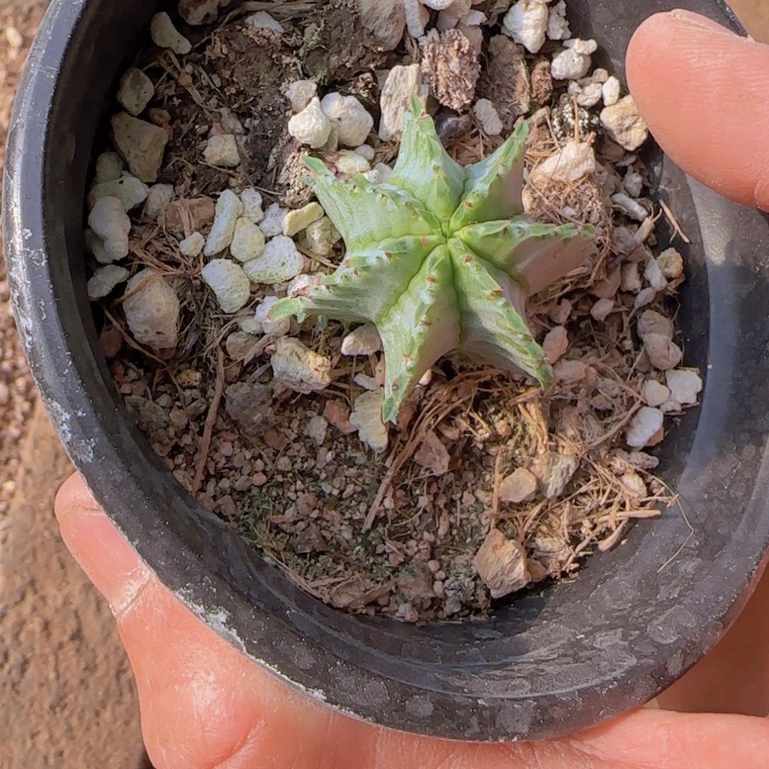 D***g块根植物块根植物