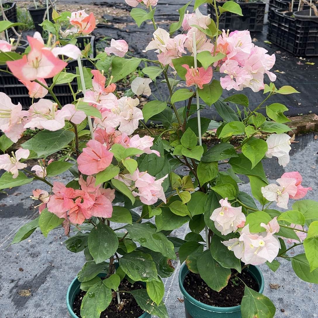 大部分开放少量花苞橙口红一棵