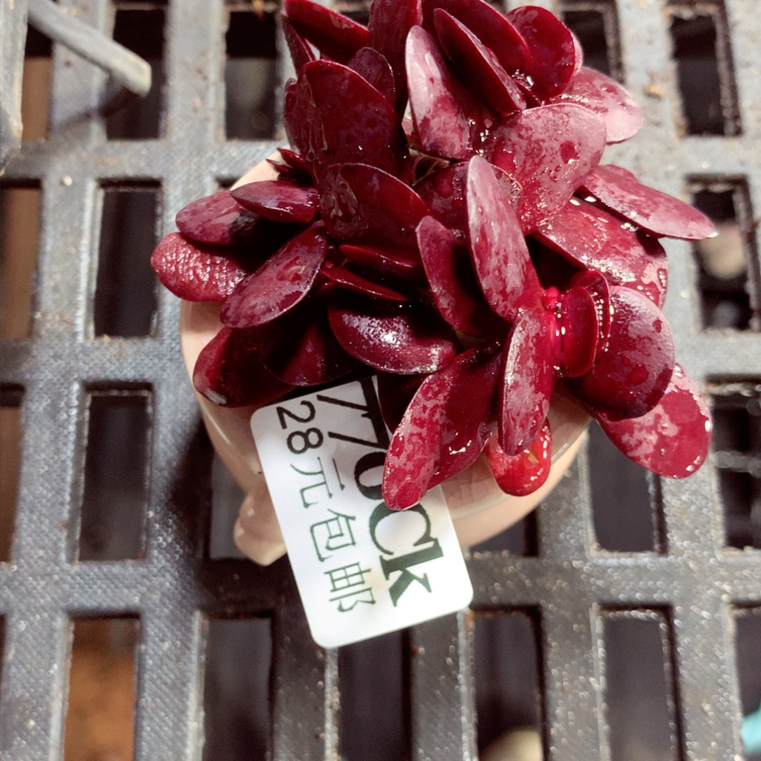 5厘米盆精控多肉770