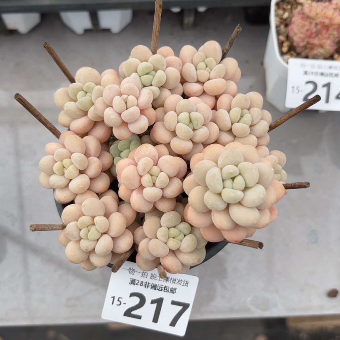 韩系洛可可老桩多肉多肉