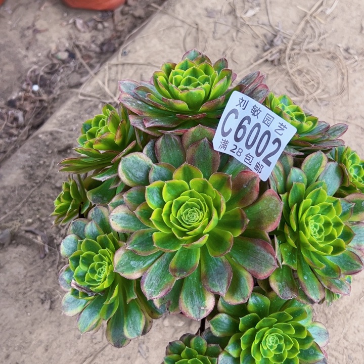 奶白多肉植物法师6002