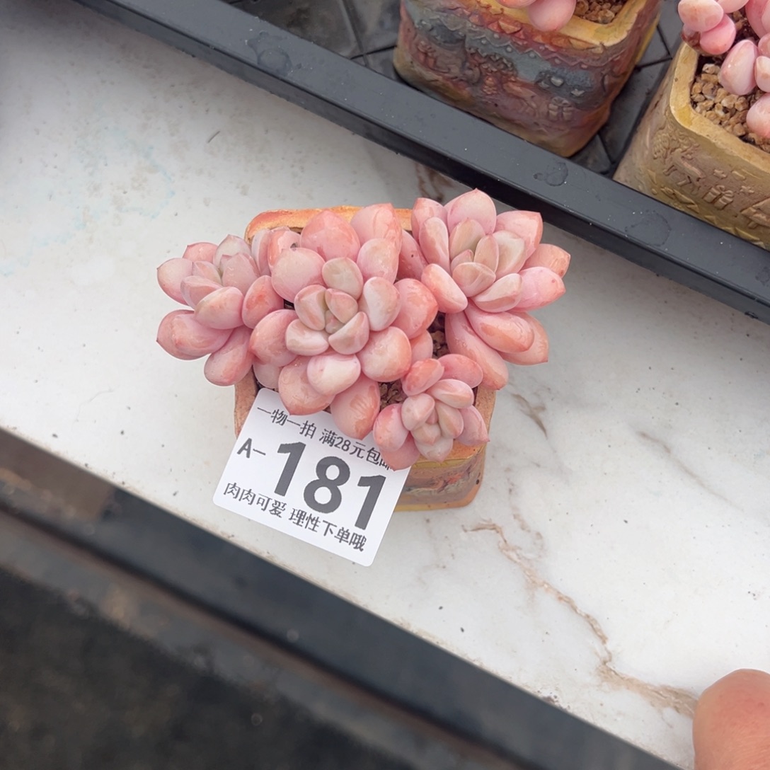 拉丝雨多肉多肉多肉多肉