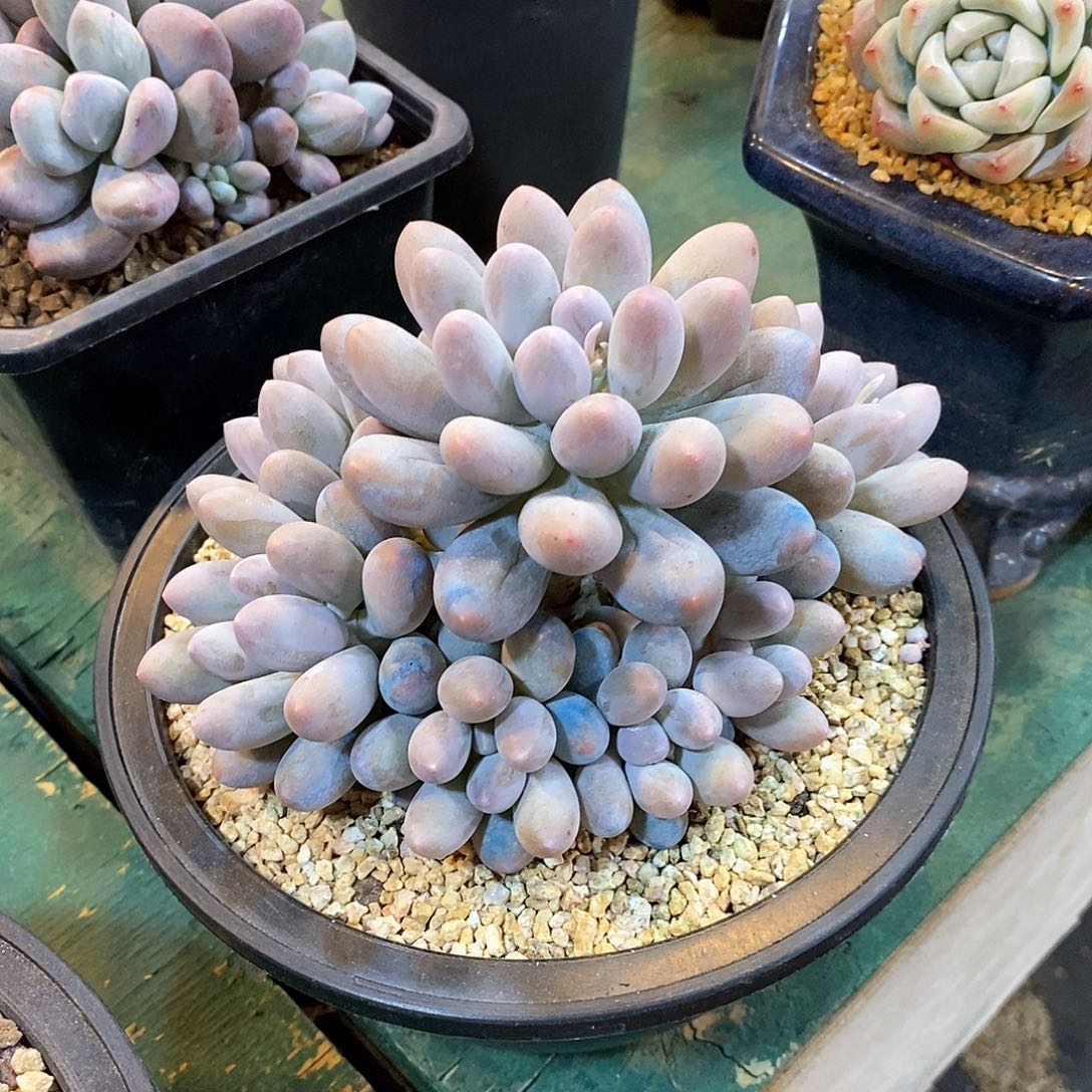 汤圆捧花自然群，12345649