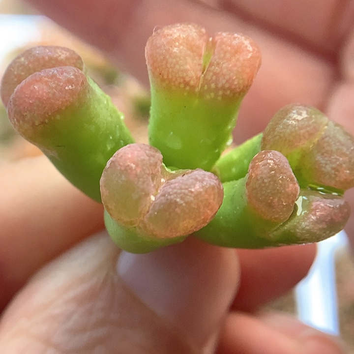 粉透窗 肉锥植物