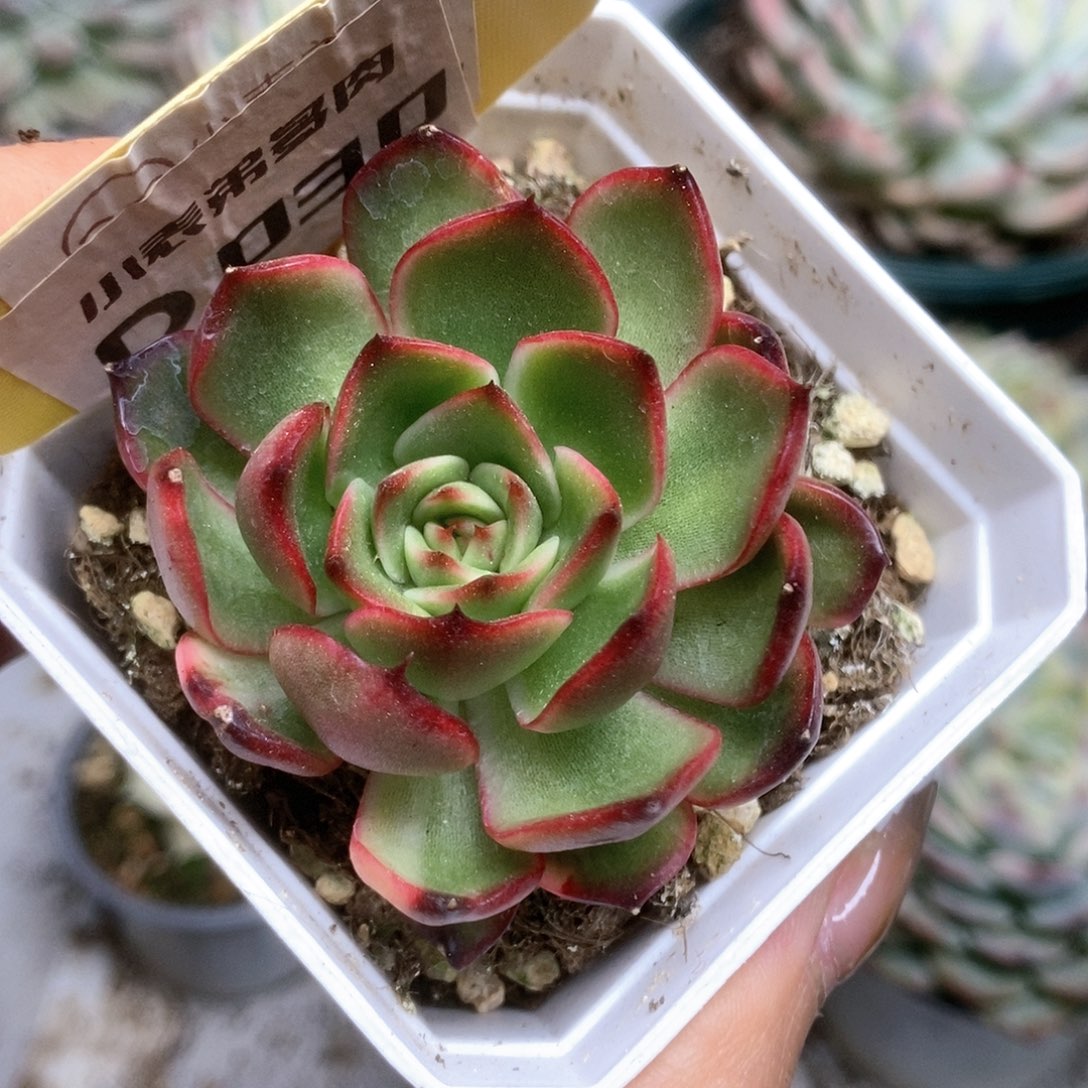 030宝莉安娜锦锦锦锦锦锦