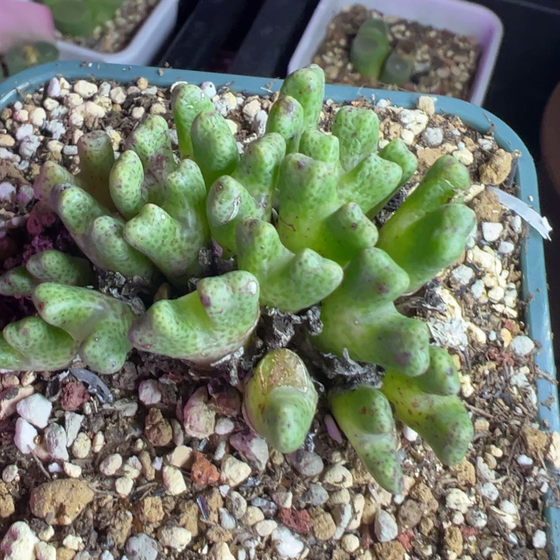 绝***佳专拍专拍 肉锥植物