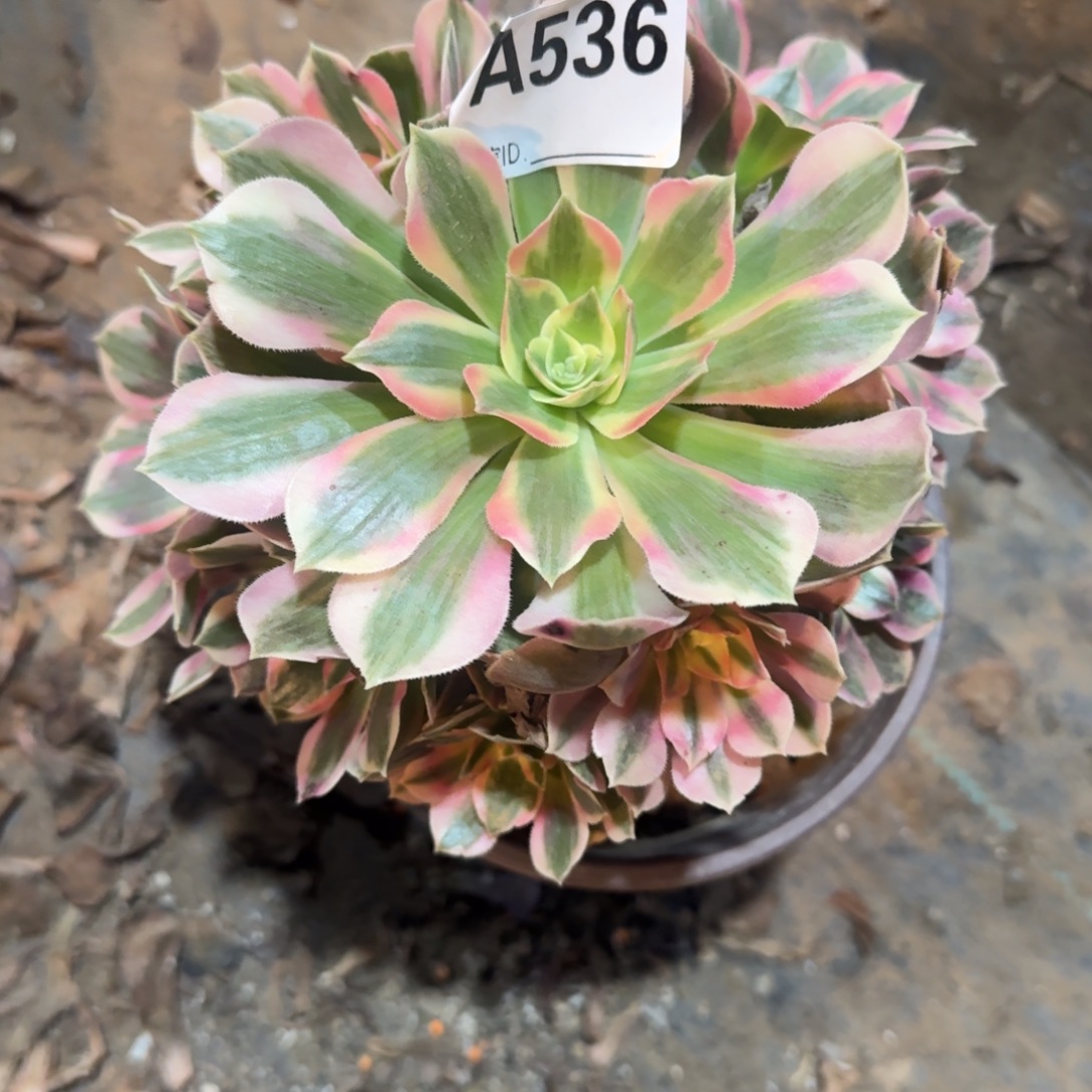 程***婷粉女巫一物一拍536