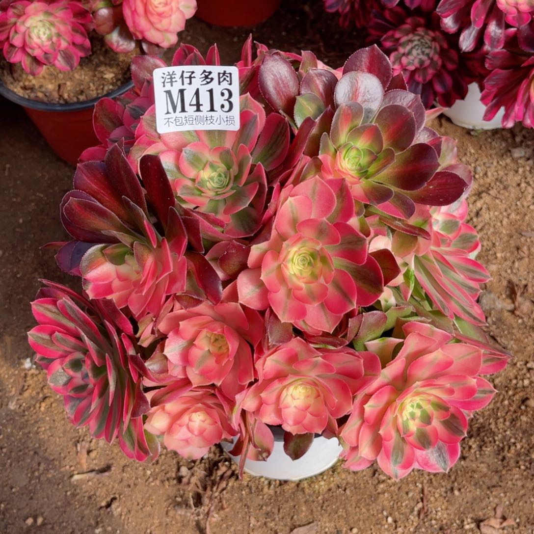 413香妃 冠幅22左右