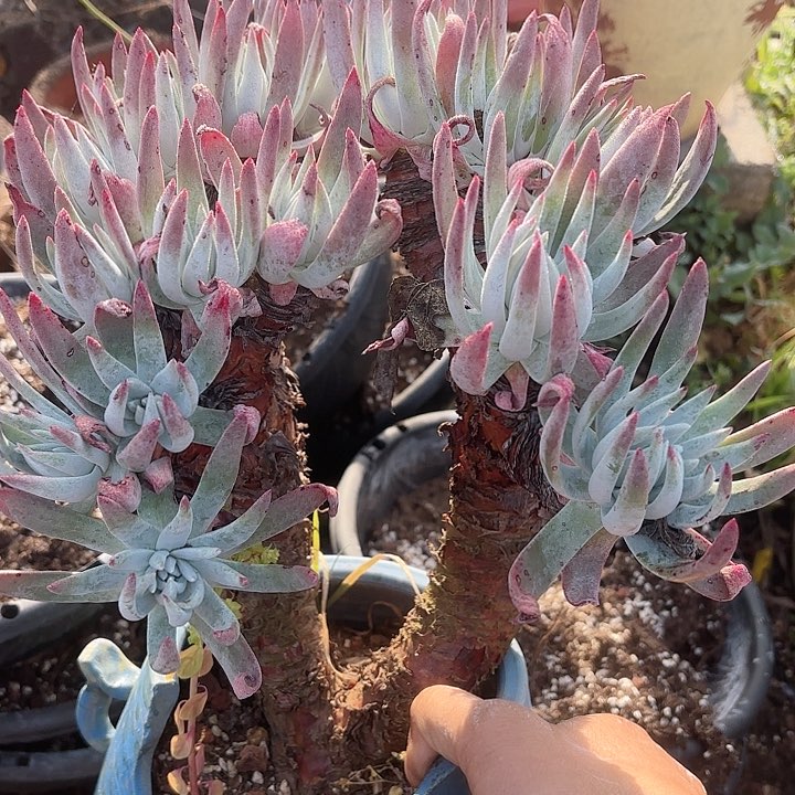 仙女杯多肉植物提取