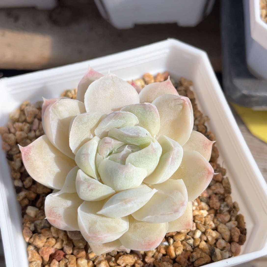 优选女王福利1130