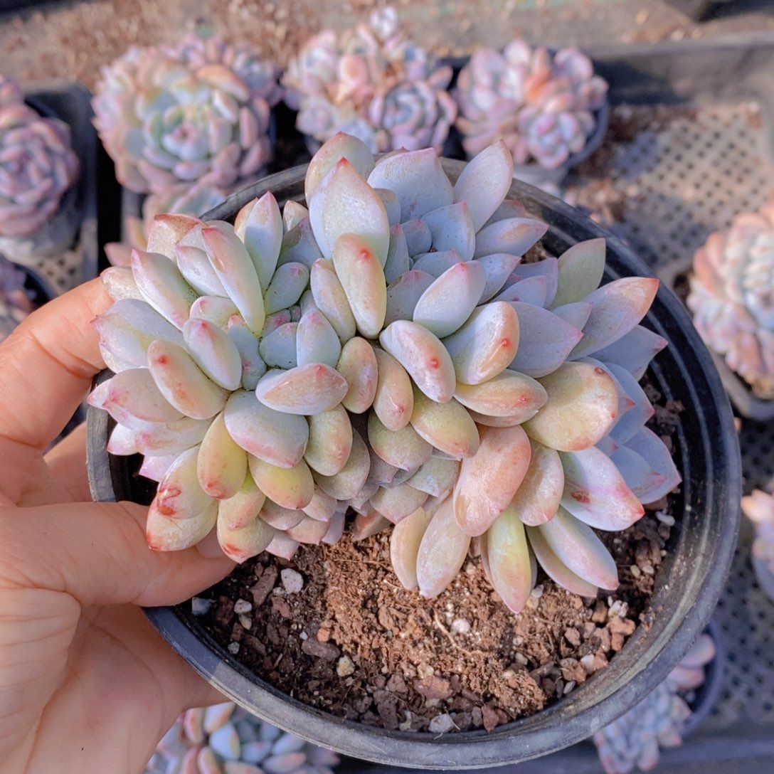 星影朵朵缀1111111