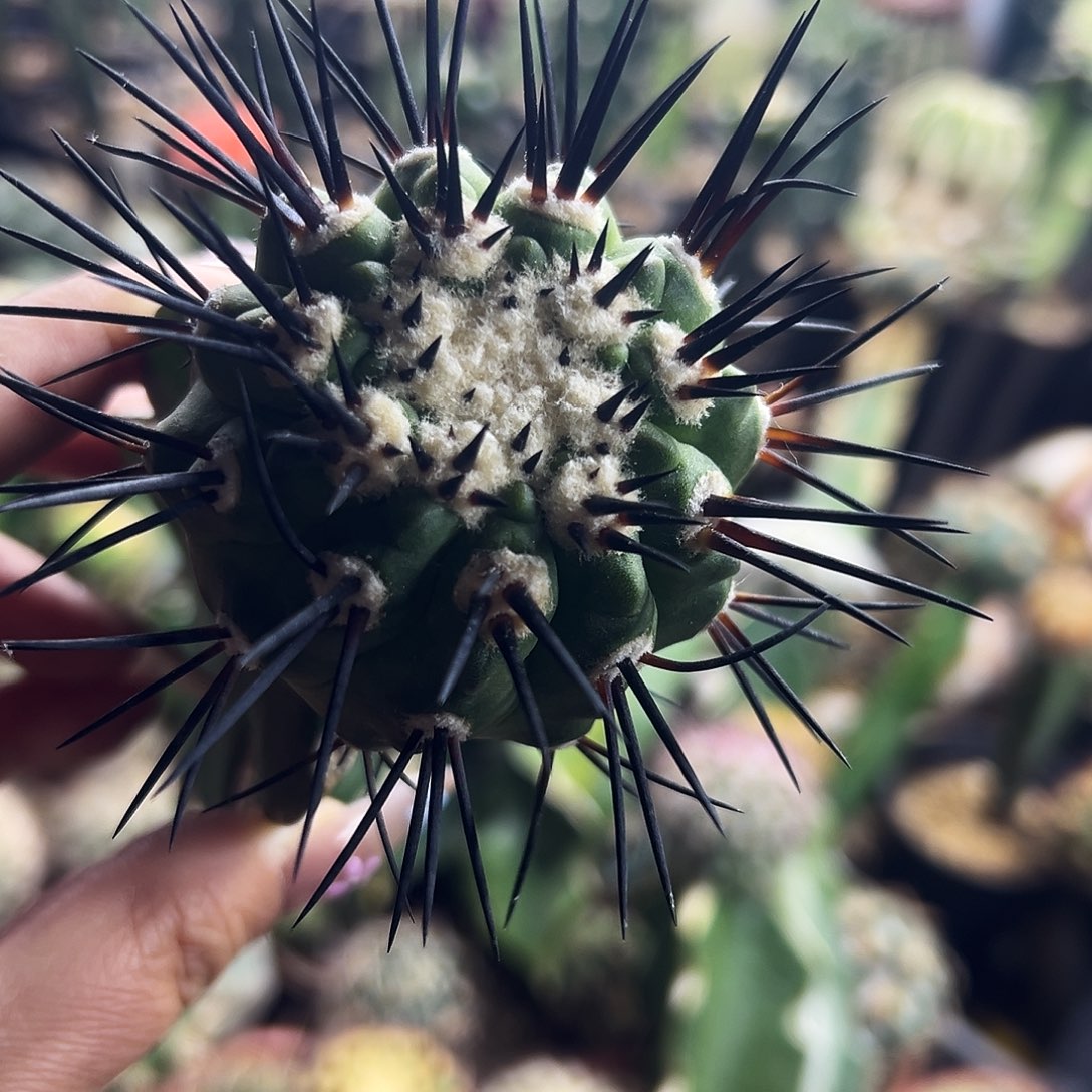 龙抓玉仙人球111111111111