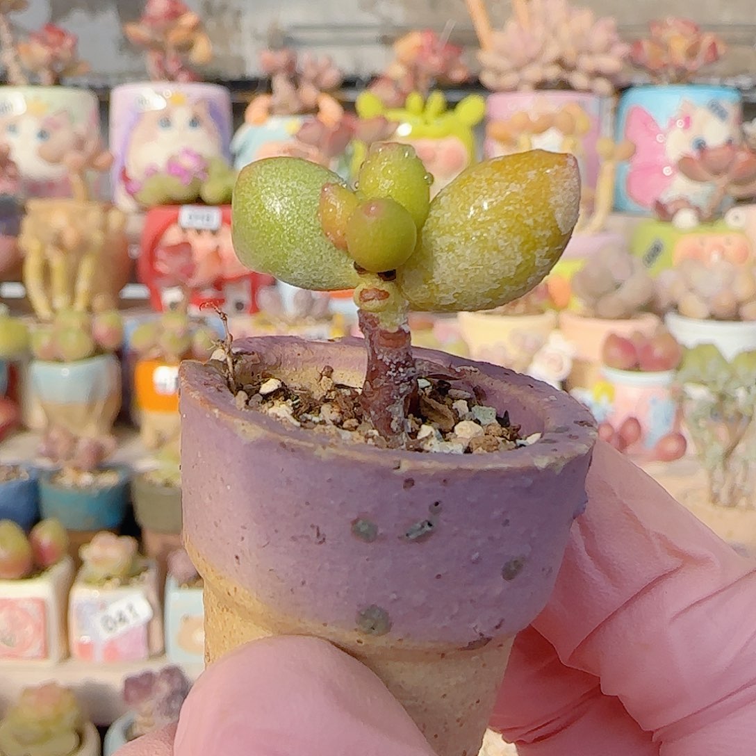 小冰晶 盆口2.5cm