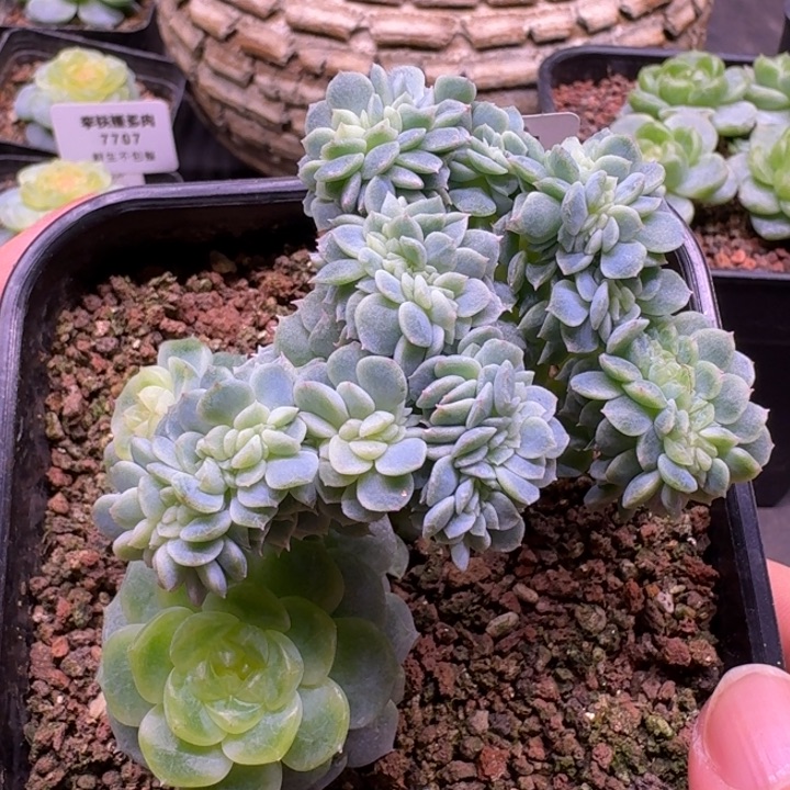 7738 纸鸢缀化一物一拍10cm盆