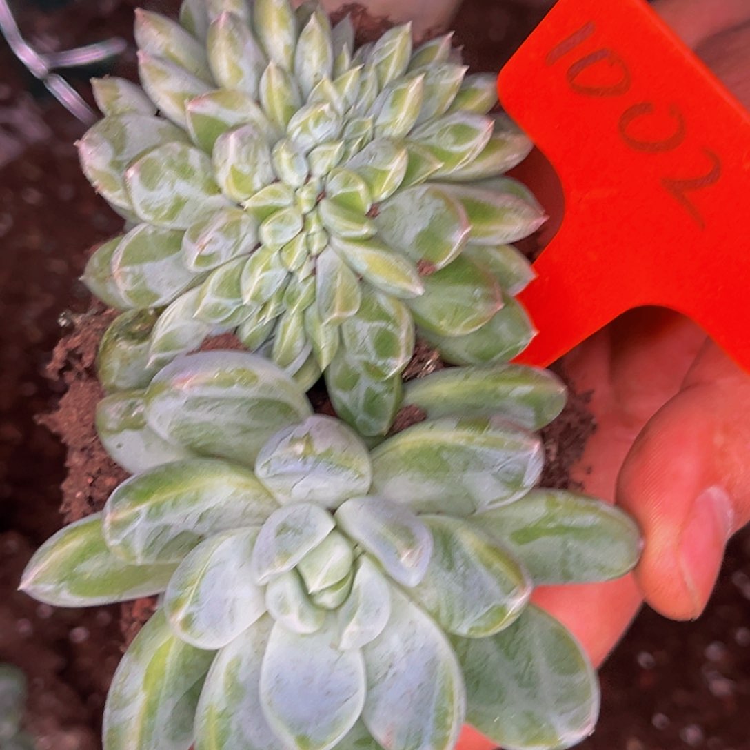 1002号晚上多肉植物群生多肉