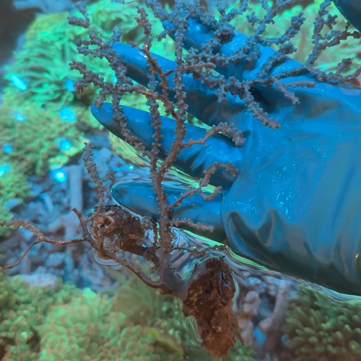 Y***K奶嘴海葵蓝海树➕酒红海树1111