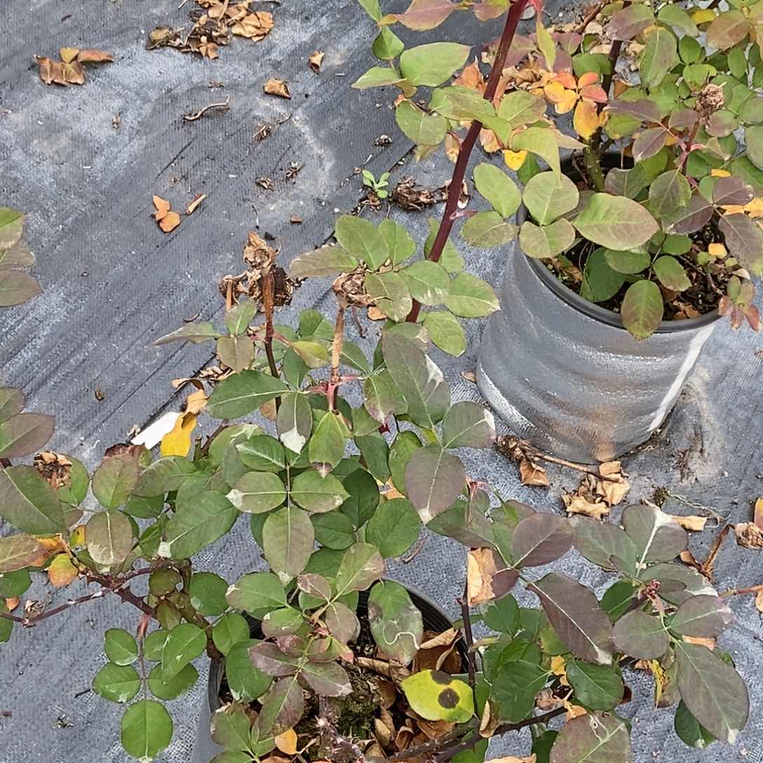 无花朵海进两加仑裸根