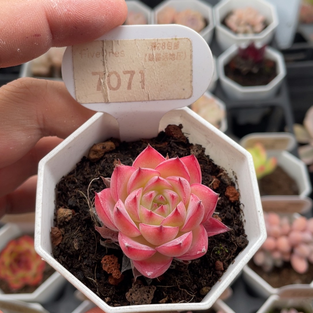 粉水晶7071-3.5厘米