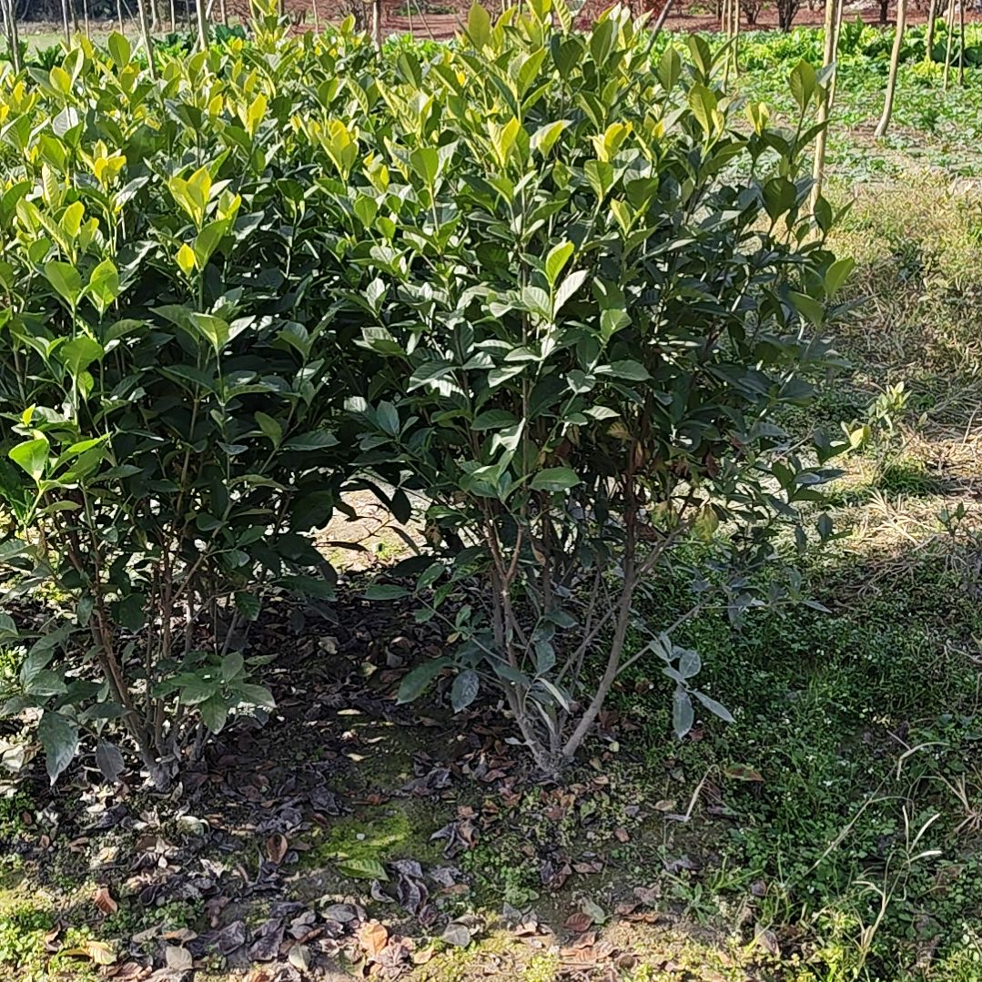 完全开放一物一拍