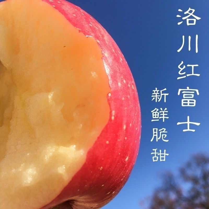 陕西洛川特大红富士条纹脆甜苹果树苗嫁接苹果苗南方北方种植耐寒