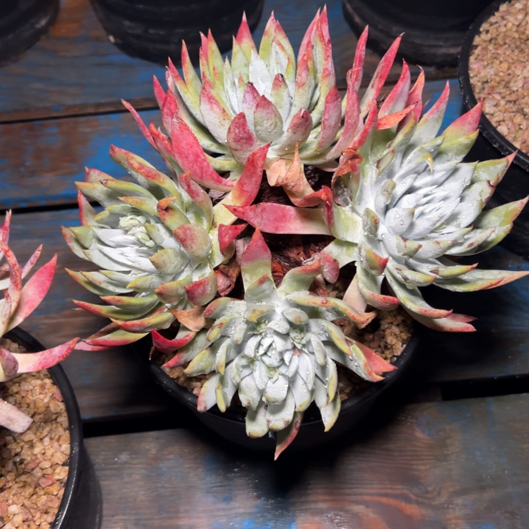 陌***绵谢谢姐姐～一物一拍