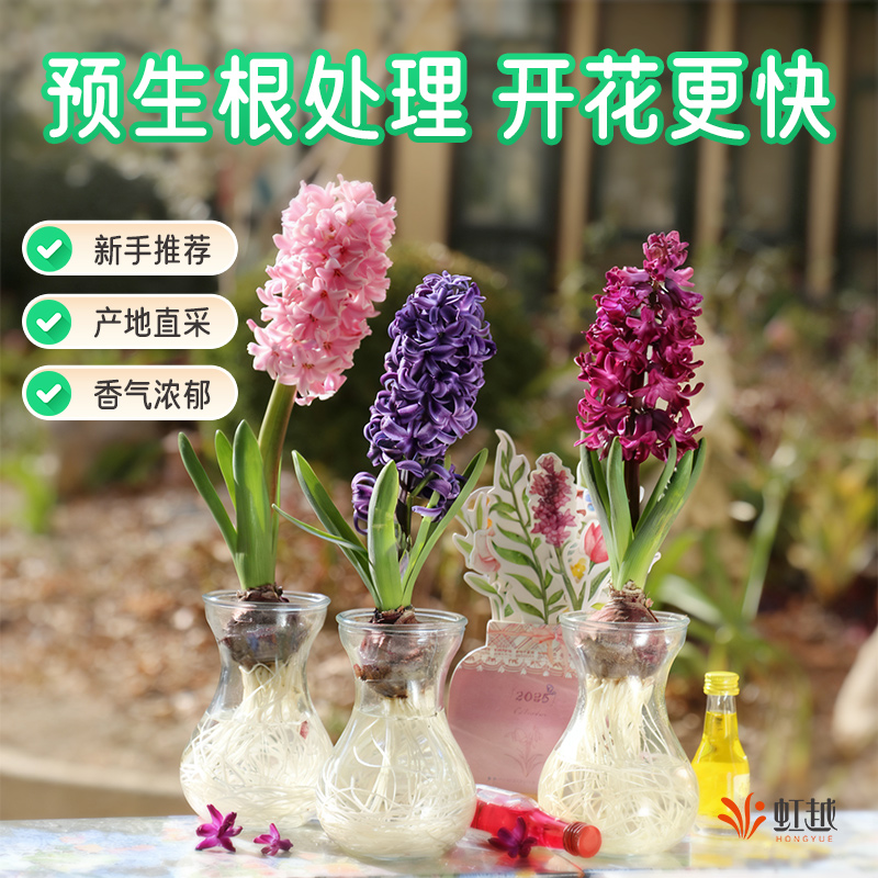 HONGYUE/虹越预生根风信子水培装进口种球根花卉阳台易养香味植物