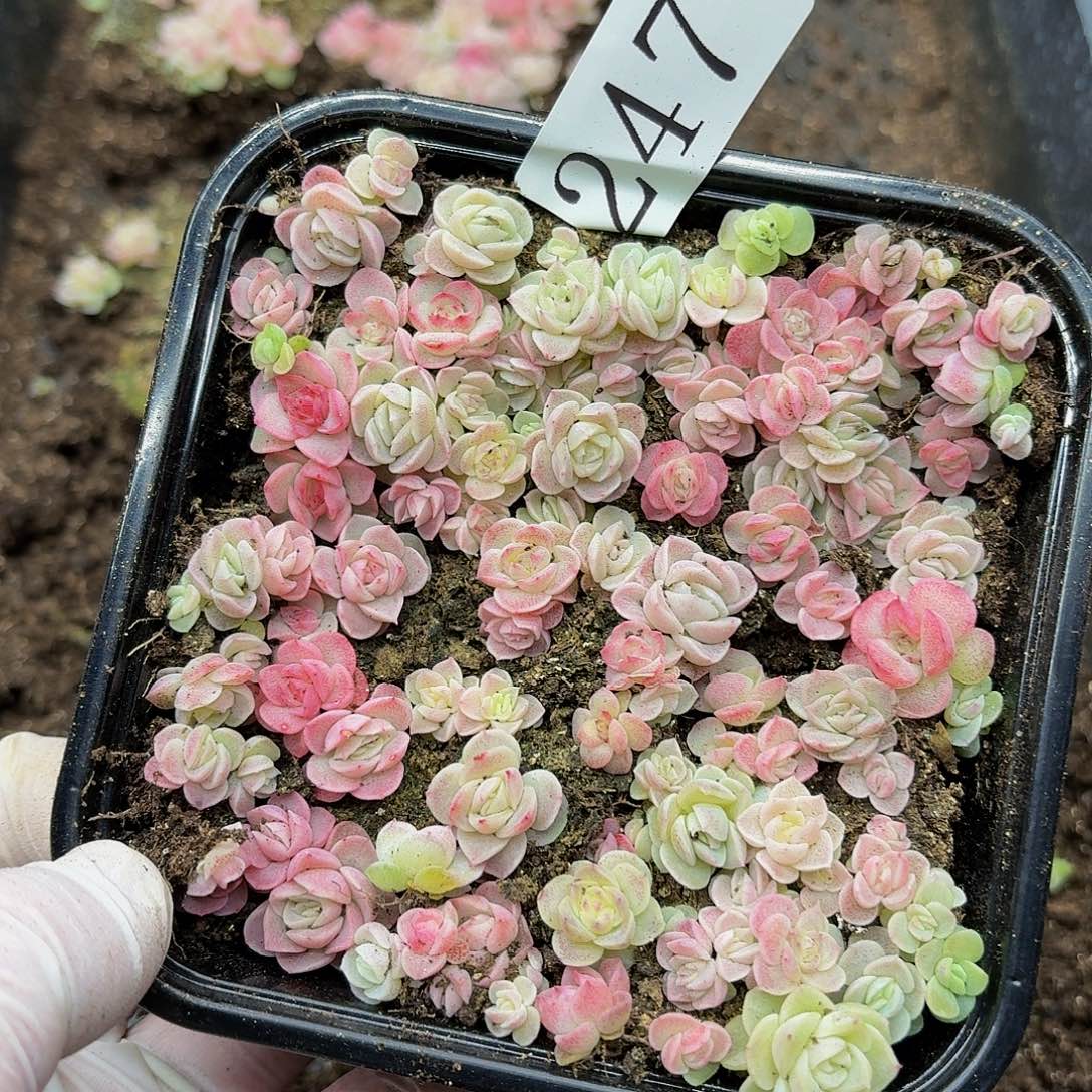 多肉植物多肉植物247