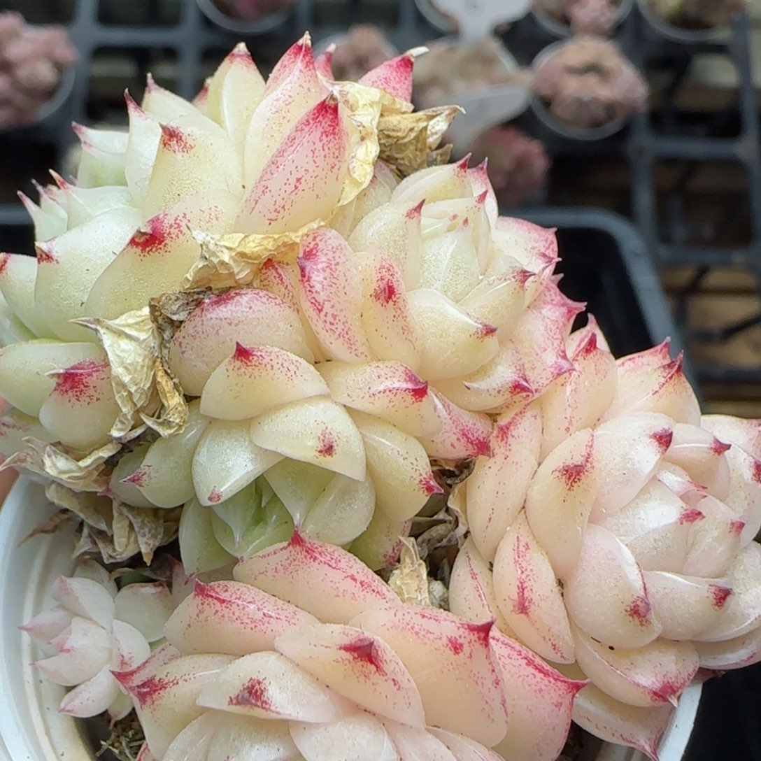 花语逸镜0225-420散