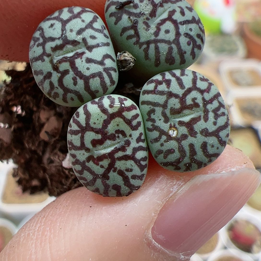 【闪购商品】15 开播福利