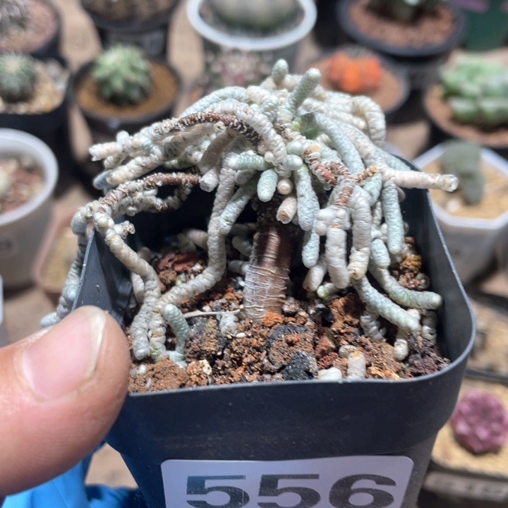 556银蚕老桩植物