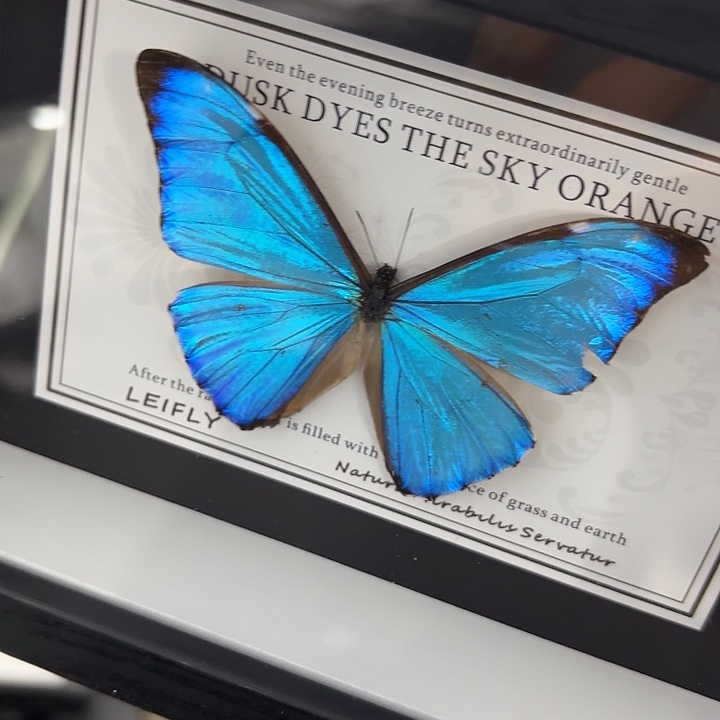 神***乐蝴蝶标本定制242@