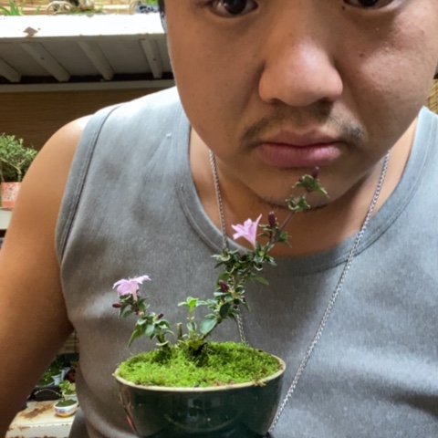 红陶一物一拍所见即所得171
