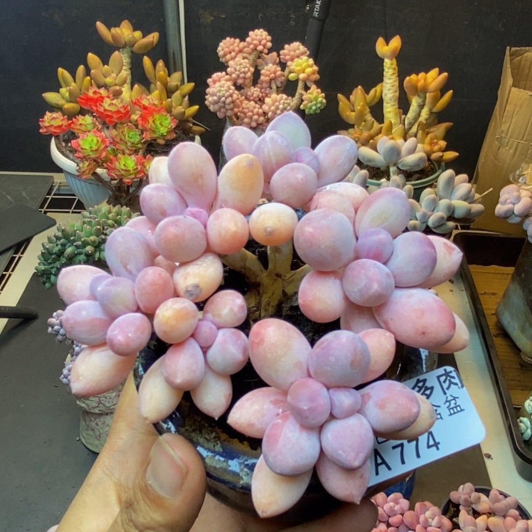 774香水手指奶多肉8c m