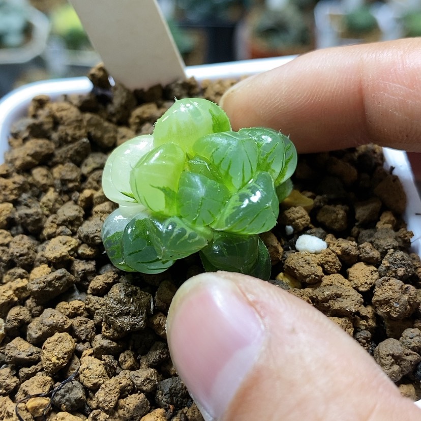 【闪购商品】171天线宝