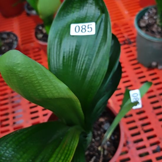 完全开放85000000000