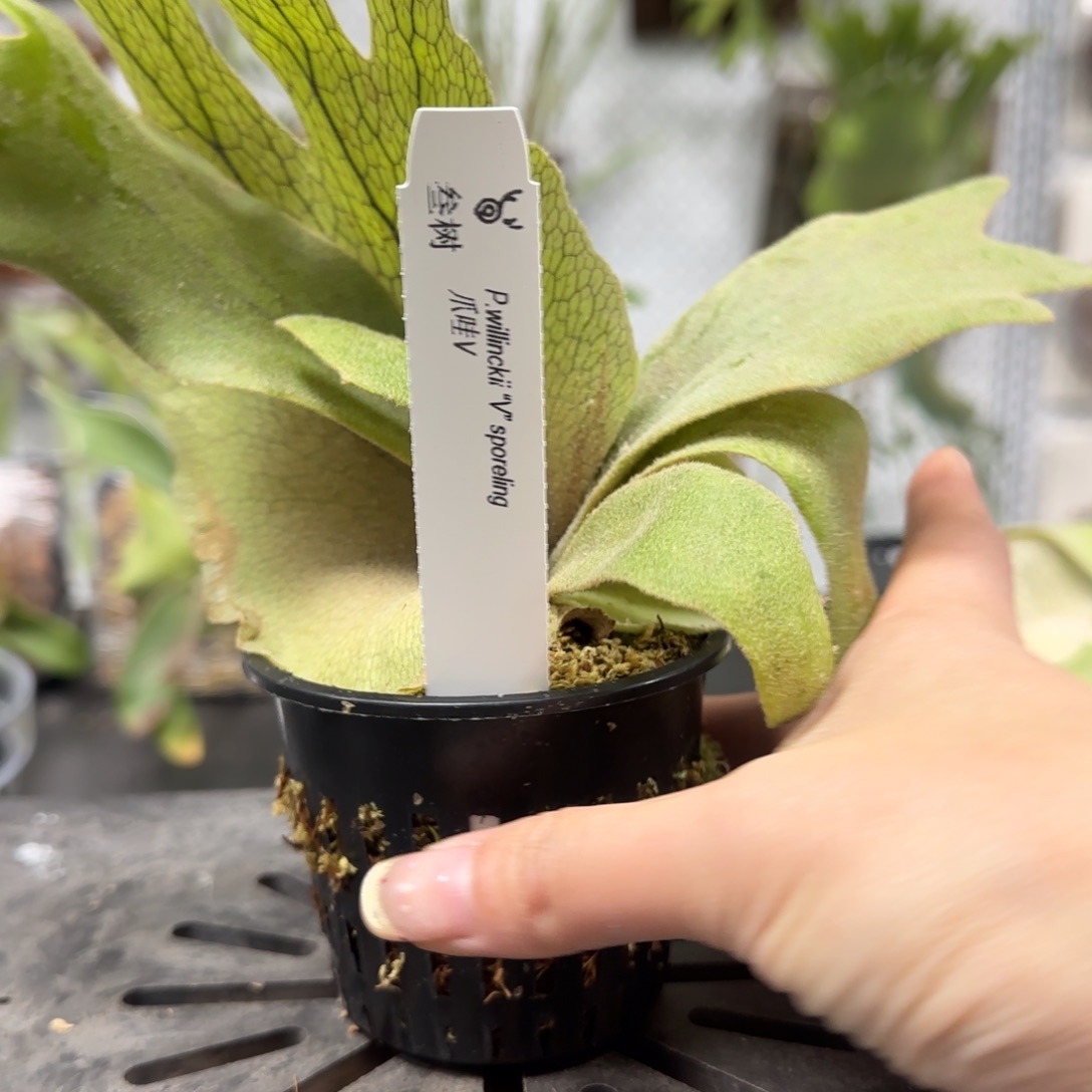 爪哇v鹿角蕨孢子苗